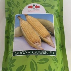 AI-0057-Sugar Queen (ပြောင်းချိူ)မျိူးစေ့