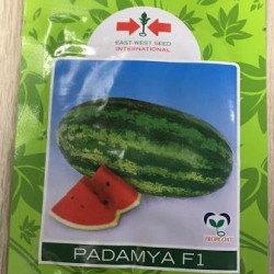 AI-0072-Patamyar 824 (ဖရဲသီး ပတ္တမြား စပ်မျိုး)မျိူးစေ့