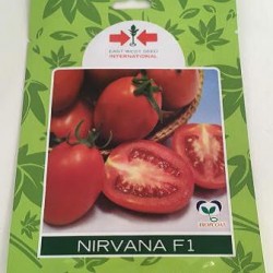 AI-0075-Nirvana 004 F1 (ခရမ်းချဉ်)