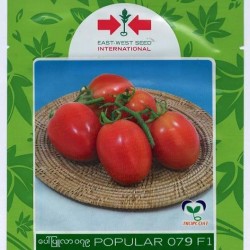 AI-0076-Popular 079 F1 (ခရမ်းချဉ်)