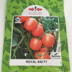 AI-0077-Royal 642 F1(ခရမ်းချဉ်)