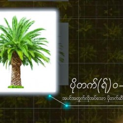 AI-0019-ပိုတက်(ရ်)ဓာတ်မြေဩဇာ 0-0-60